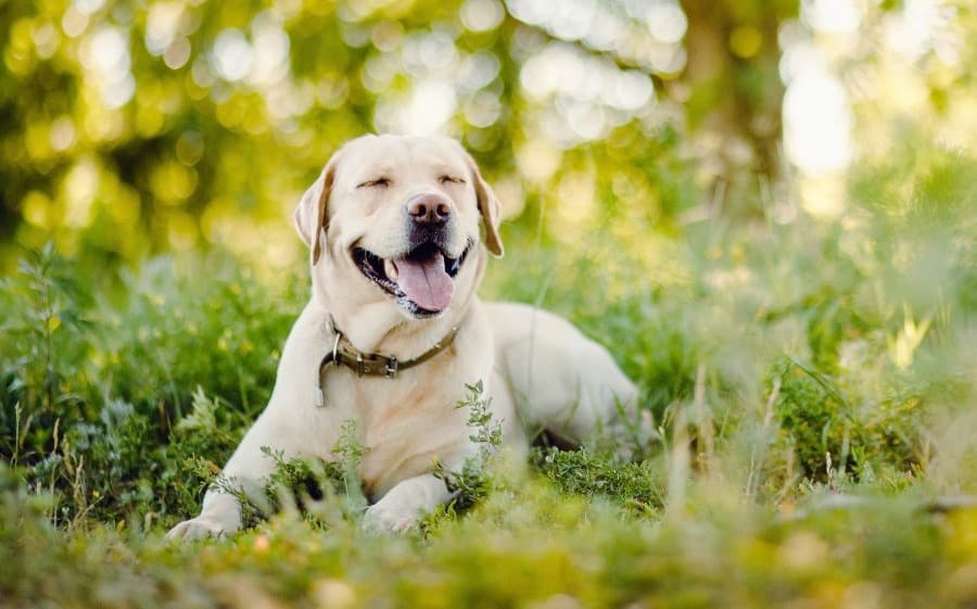 Axl is an Adoptable Labrador with Catahoula Rescue