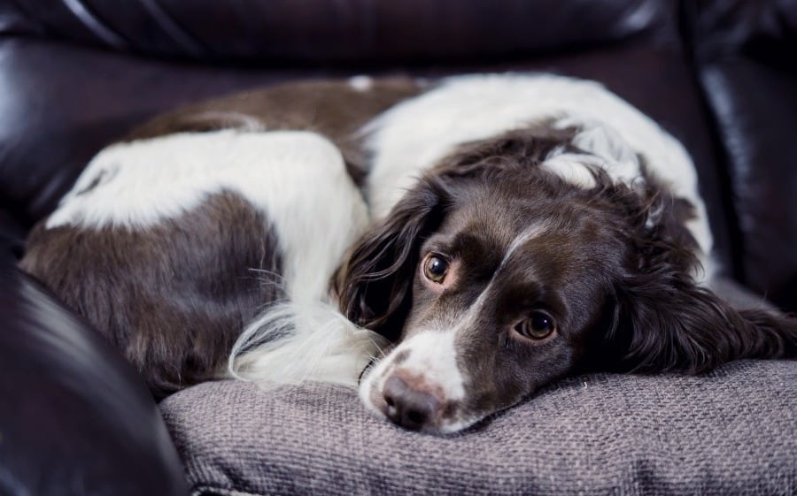 Bobby is an Adoptable Dog with Hopeful Hearts