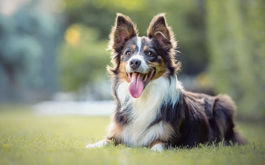 Fergus An Adoptable Collie Mix with Collie Rescue Network