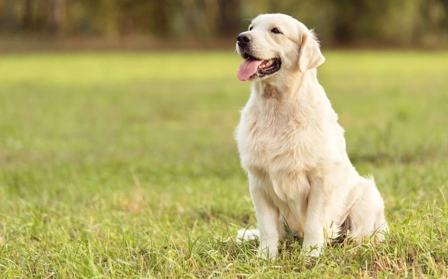 Golden Retriever Evan is an Ottawa Rescue Dog too!