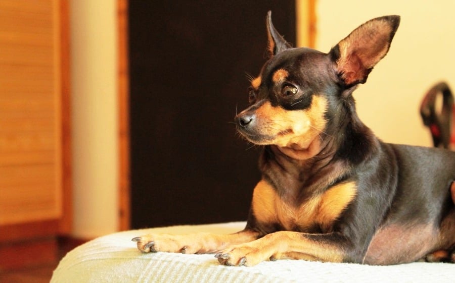 Milo is a Miniature Pinscher with Minpinerie