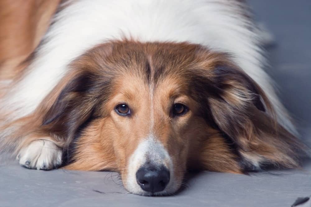 rough collie kijiji