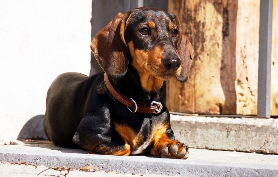 Adoptable Dachsund Yumi in the House