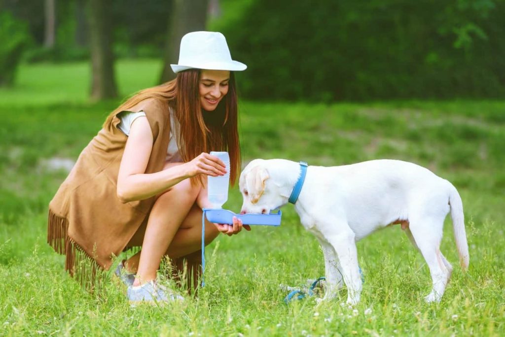 Best Portable Dog Water Bottles on the Market