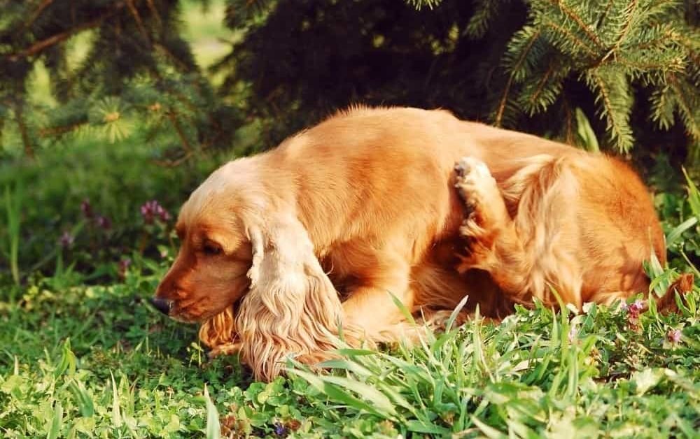 Cocker Spaniel Rescue Vancouver Pints for Pooches!