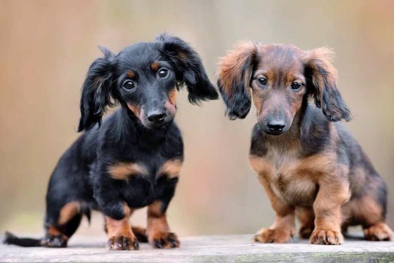 Coco and Mindy Adoptable Dachshunds Looking for a Home Together