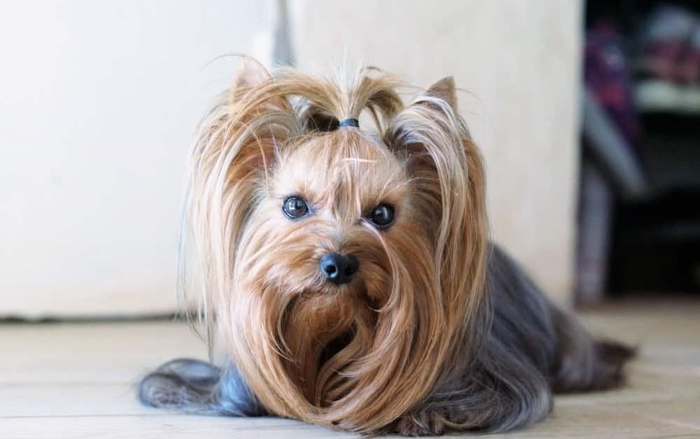 Yorkshire terrier rescue store dogs