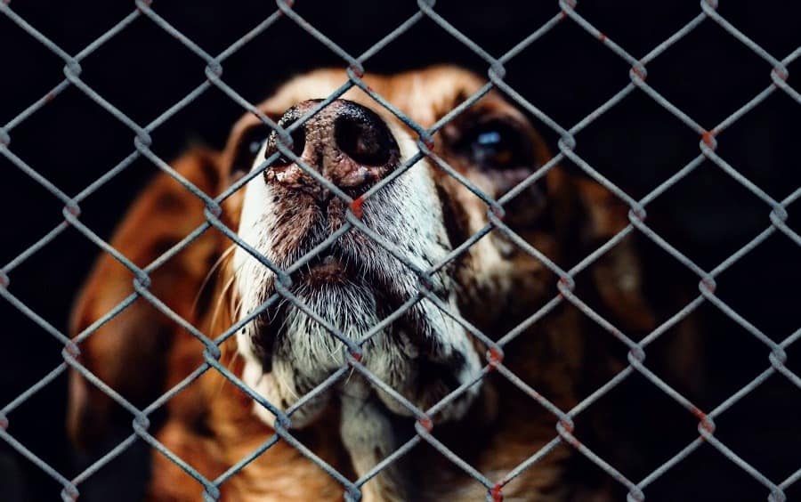 Good News and Bad News for WoofStock Dog Rescue Groups