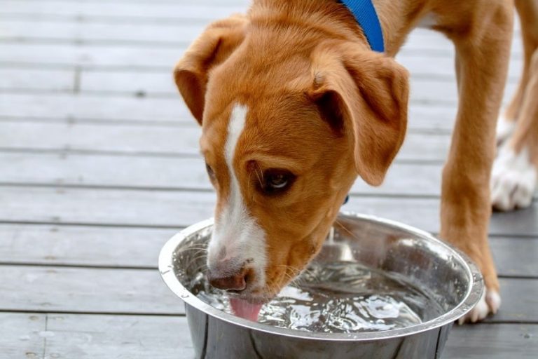 Dog Water Bottle: Portable and Collapsible for Big or Small Pets