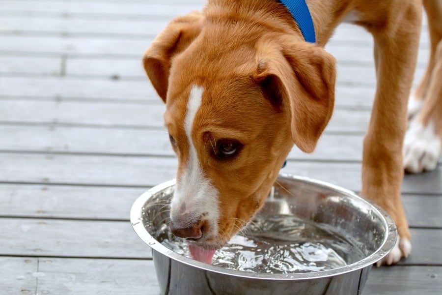 How much water should a dog drink per day? 