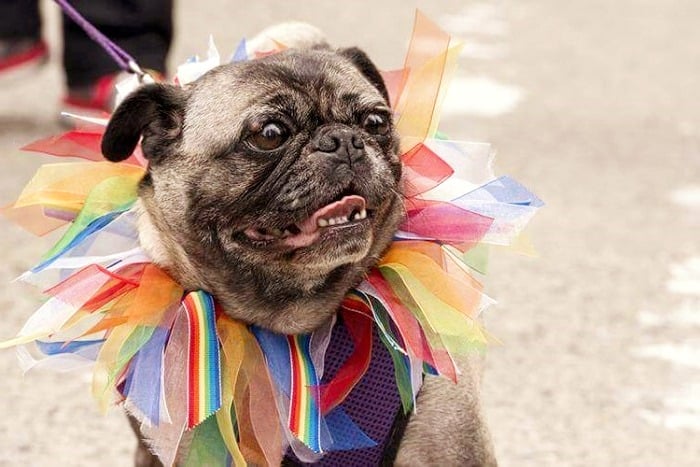 Photos from 2013 Howl-o-ween Pug Event!