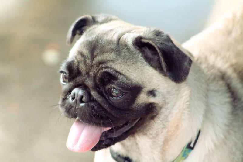 Stanley is a Pug with Special Needs
