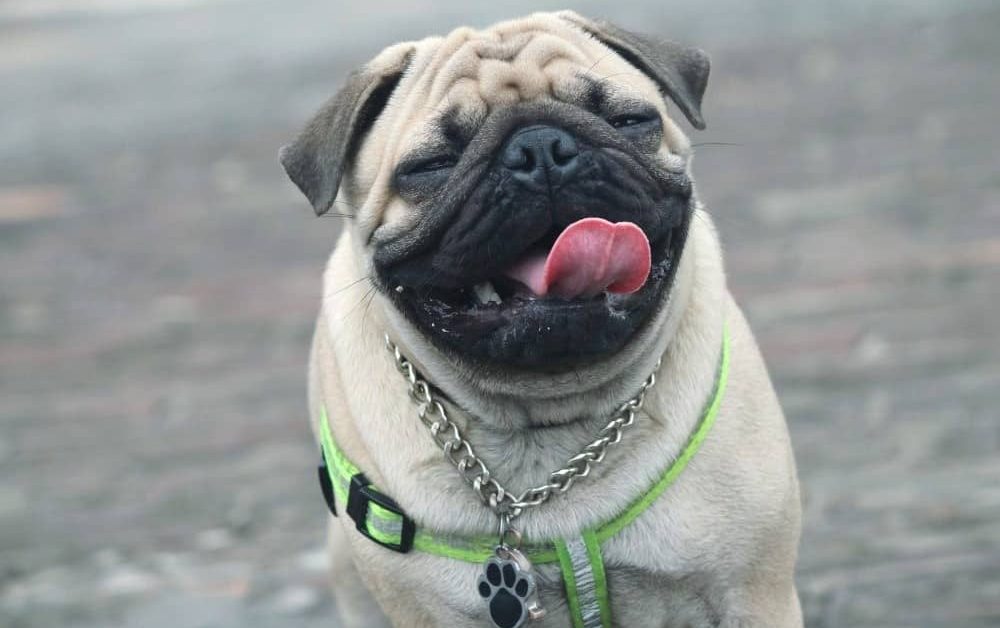 Stanley is a Special Needs Pug at Pugalug Pug Rescue Toronto