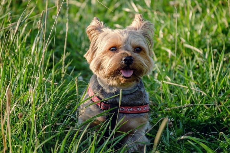 Rescue store yorkshire terrier