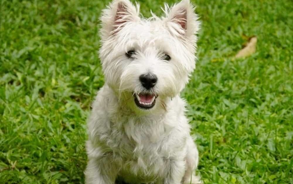 Westies in Need for West Highland White Terriers who need Furever homes (VIDEO)