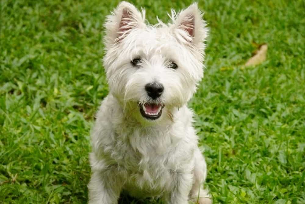 west highland white terrier kijiji