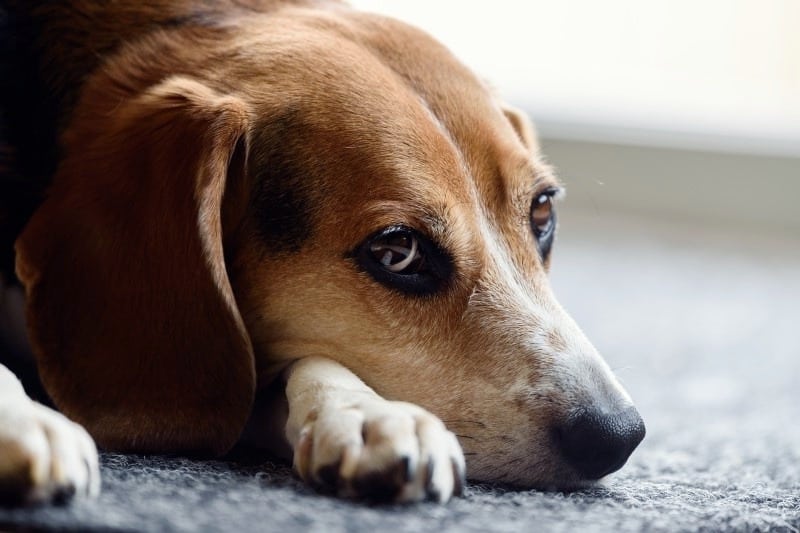 Beagle Rescue is A Laid Back Dude – Here’s Duke!