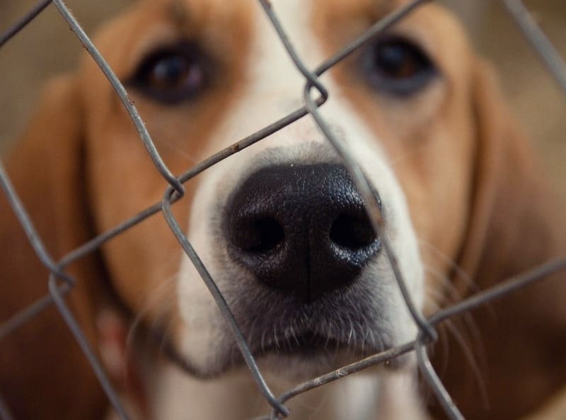 Beagles tend to stay longer in rescue