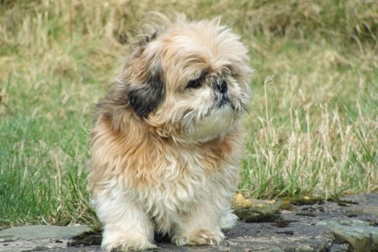 Rescue Shih Tzu for Adoption. Boost the Pooches! | Furever Network