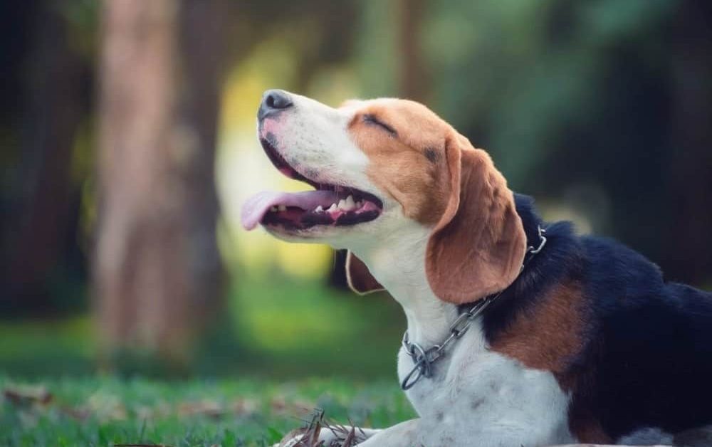 Furever Feature – Big on Beagles Rescue
