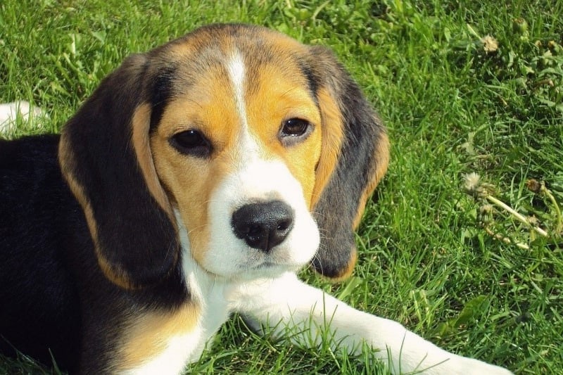 Liza, Just one of the Adoptable Beagles at BOB