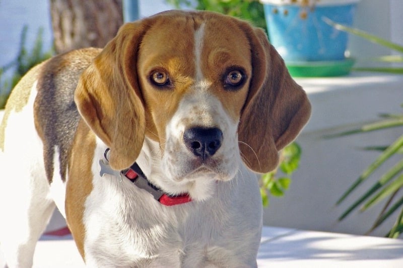 Lucy the Lab Beagle Mix is with Speaking of Dogs