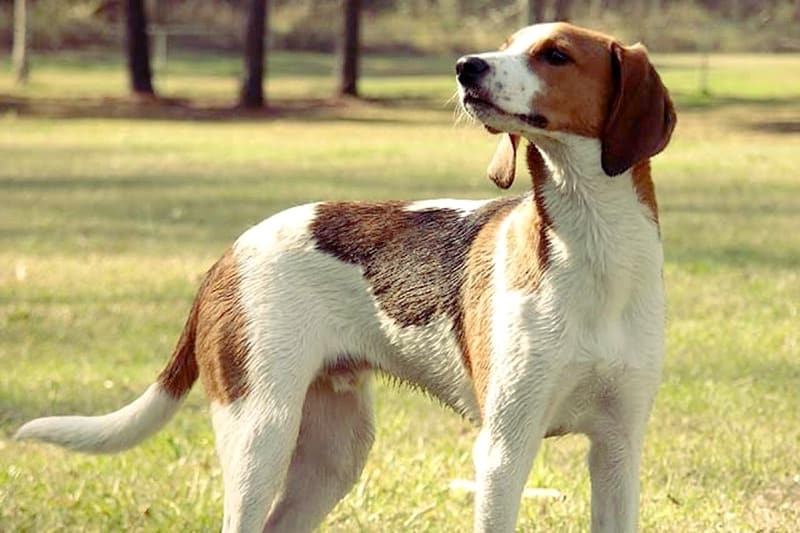 Pete, Adoptable Walker Hound Looking for Home - ADOPTED!
