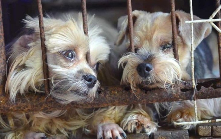 Progress Report On Banning Kijiji Puppy Mill Sales Furever Network