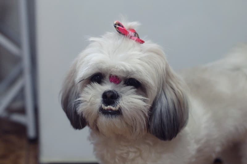 Shih Tzu Rescue Kia Looking for Furever - ADOPTED!