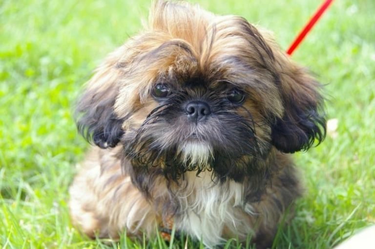 Rescue Shih Tzu for Adoption. Boost the Pooches! | Furever Network