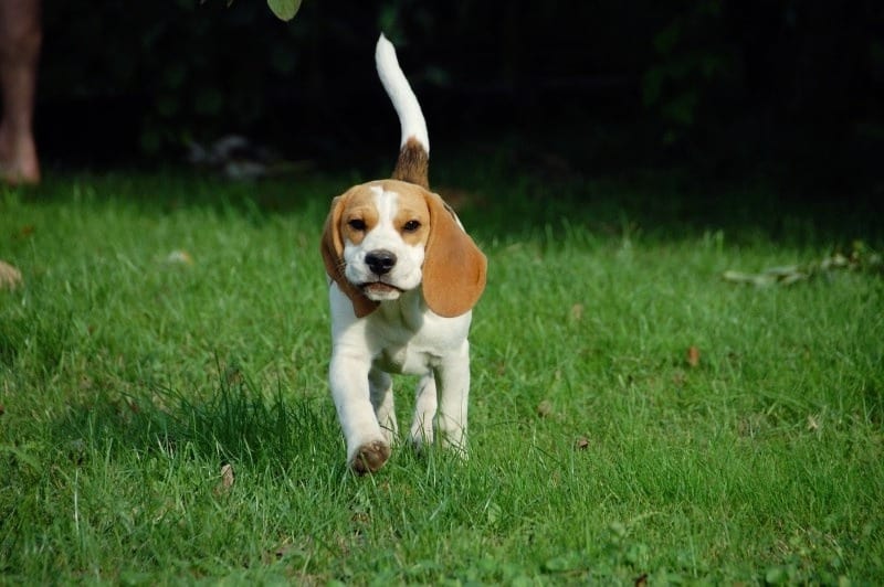 The Need for Beagle Rescue