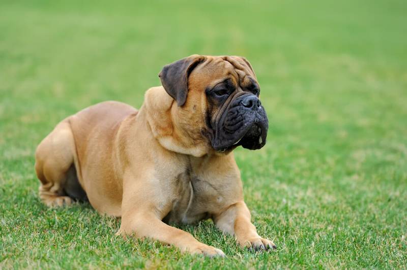 Tibetan Mastiff - English Mastiff