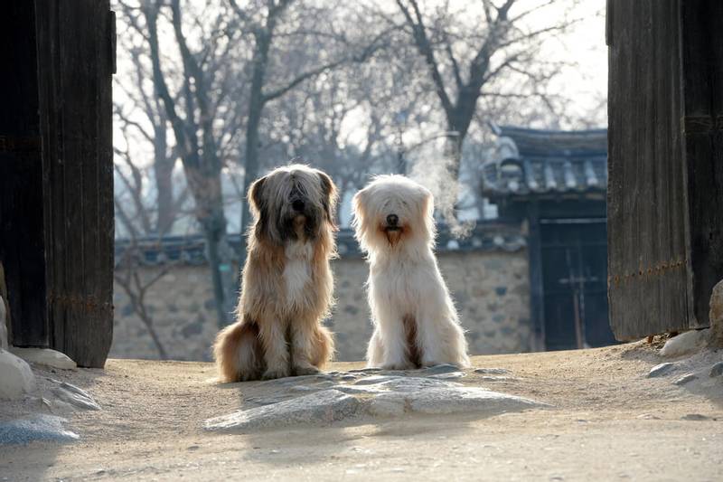 Sapsali - Dog breed