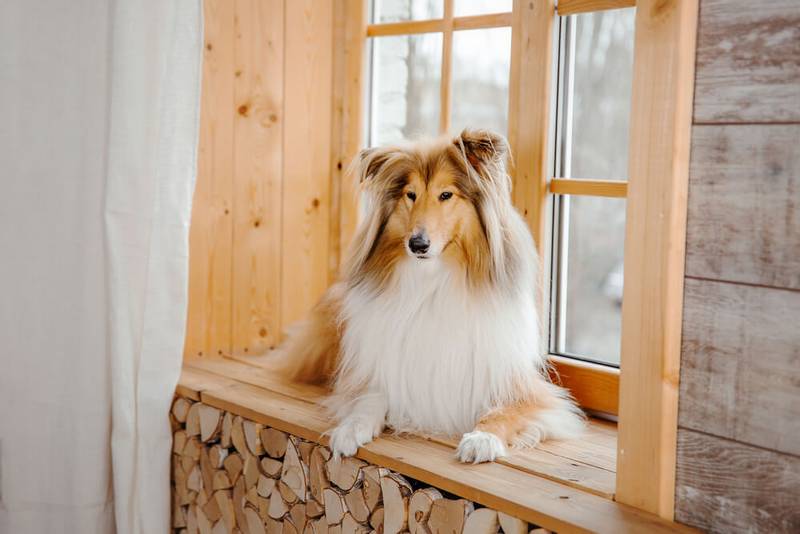 Rough Collie - Sheltie