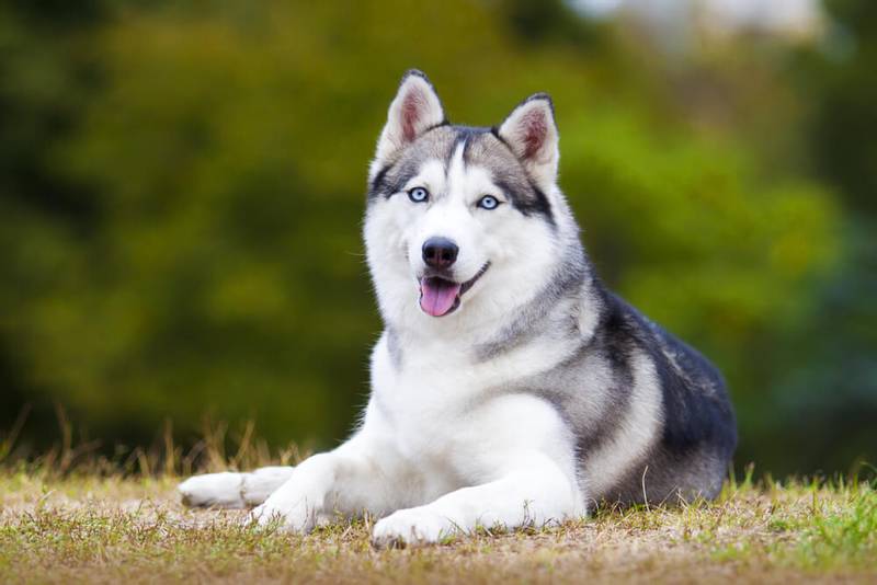 What is the prettiest dog in hot sale the world