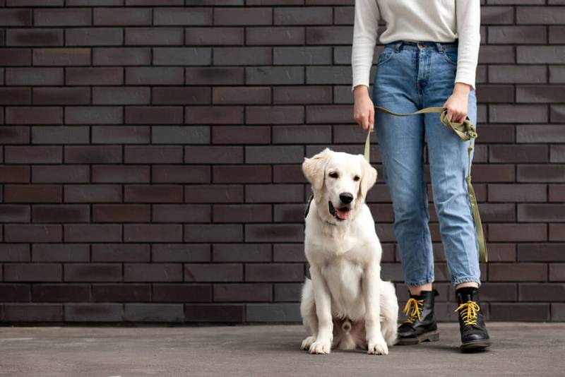 Golden Retriever - Labrador Retriever