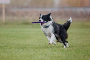 Top 10 Easiest Trained Dog Breeds