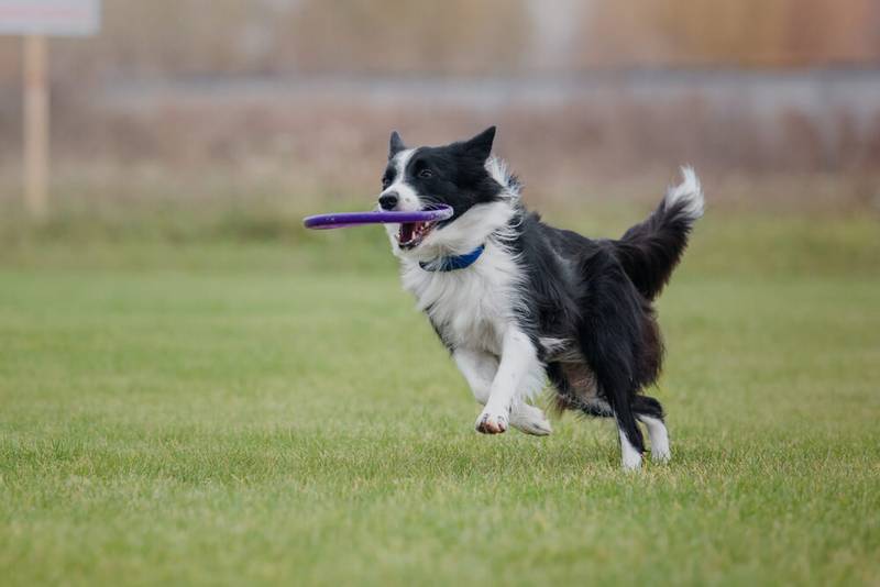 Border Collie - Puppy