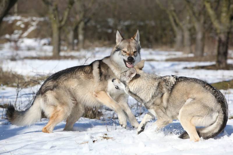 Czechoslovakian Wolfdog - Saarlooswolfdog