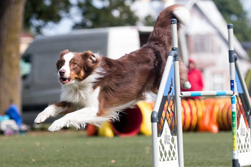 Most active outlet dogs