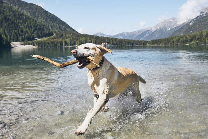 dog with stick - Hunting dog
