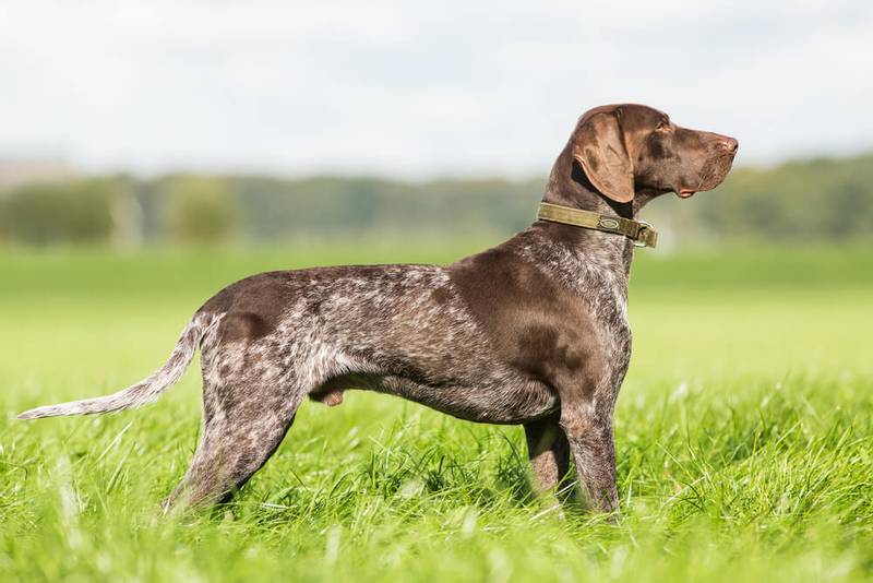german shorthaired pointer for sale - Hunting dog