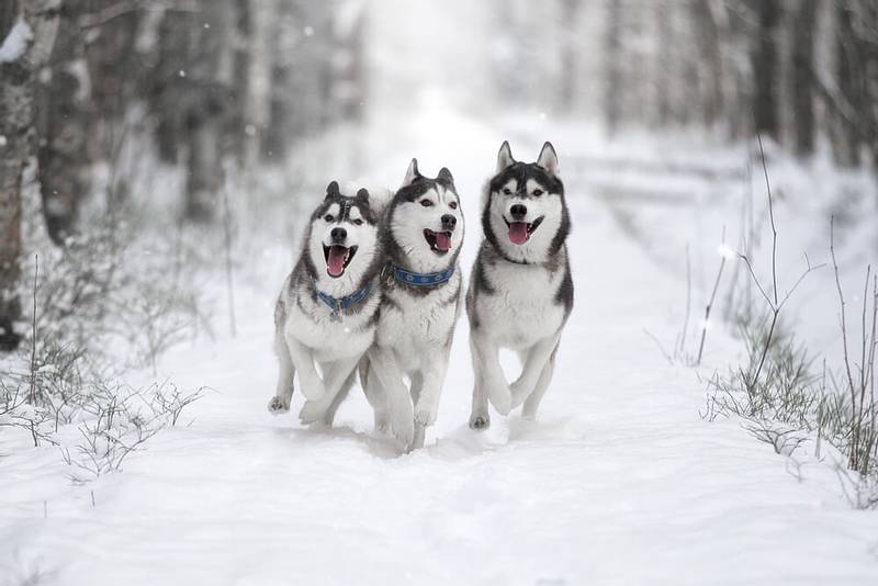 husky pies - Sled dog