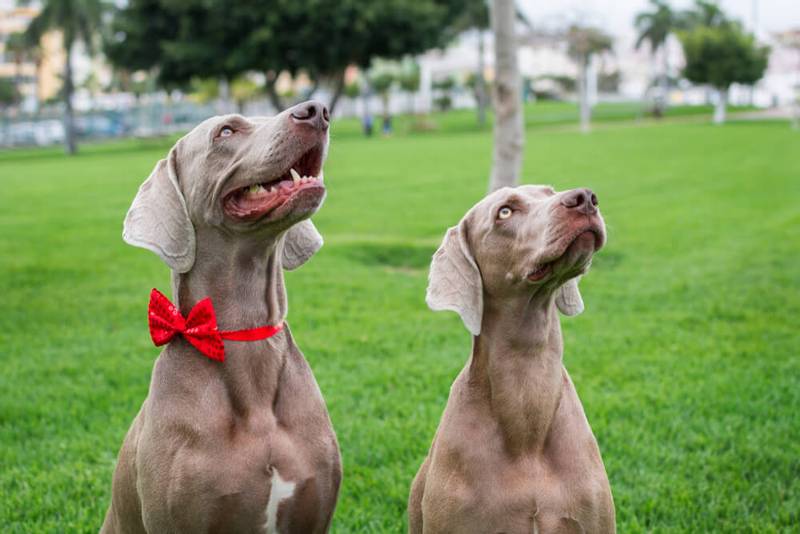 weimaraner - Science