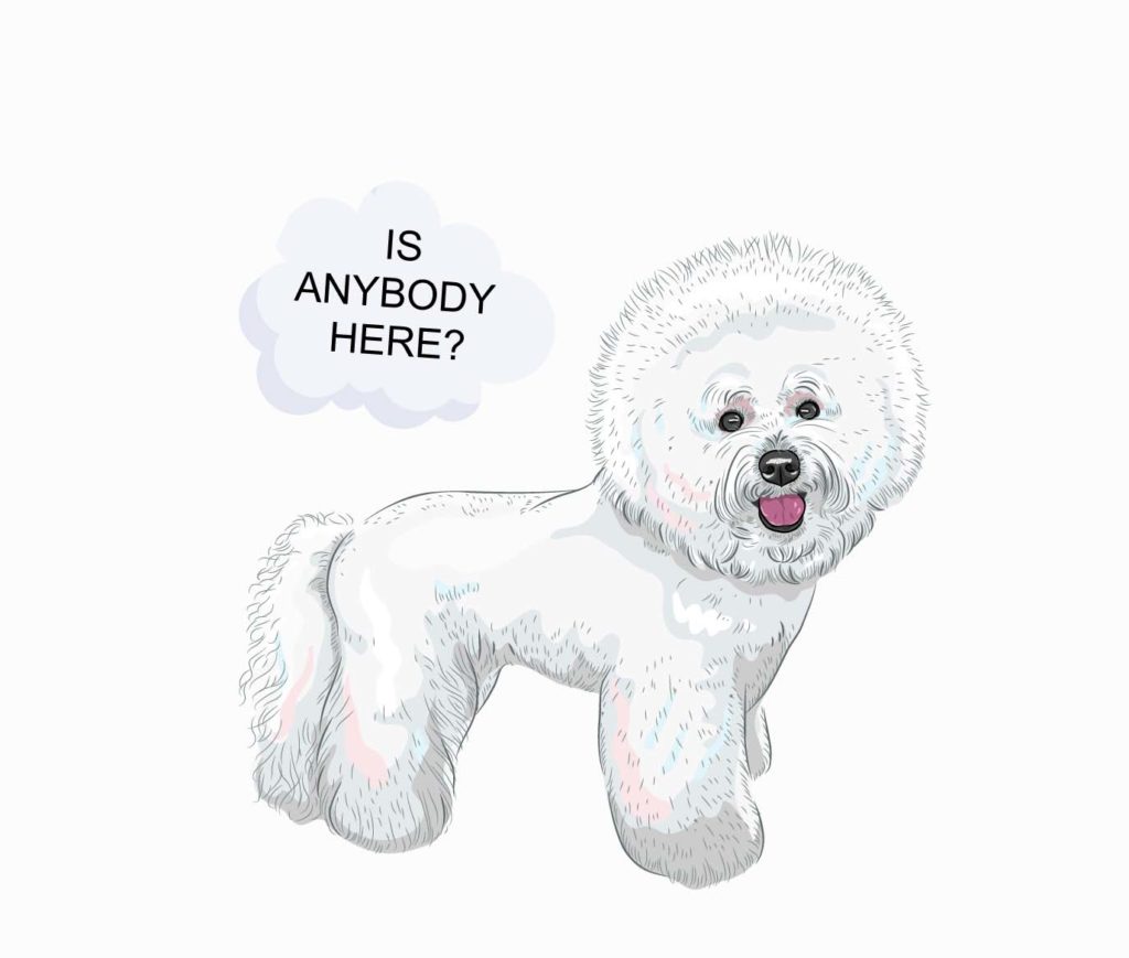 Bichon Frise