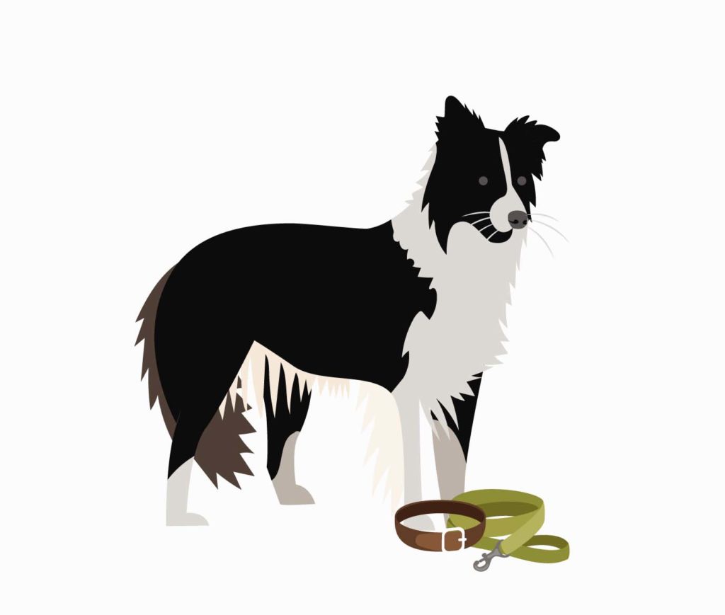 Border Collie