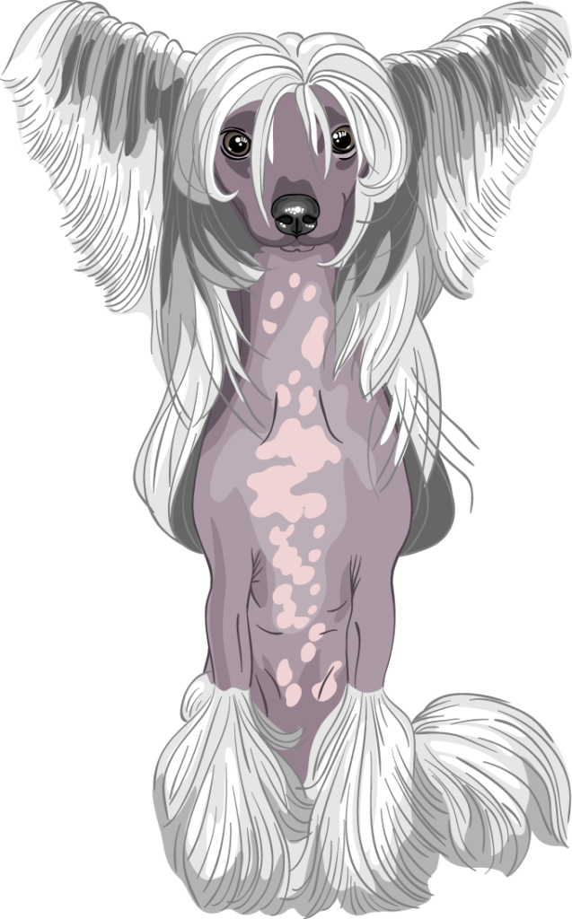 Chinese Crested Dog