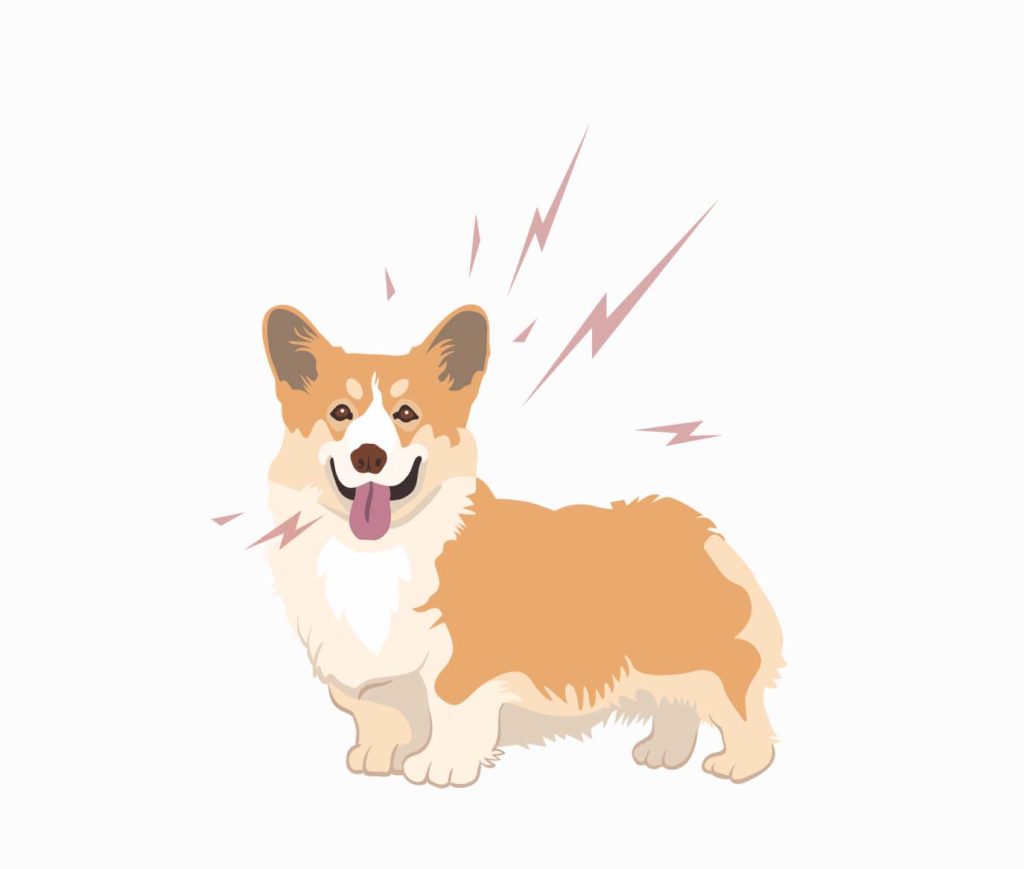 Corgis