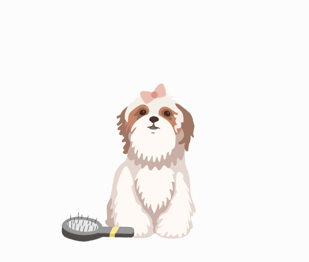 Havanese