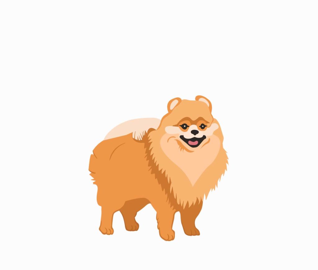 Pomeranian